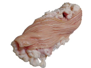 シマ腸