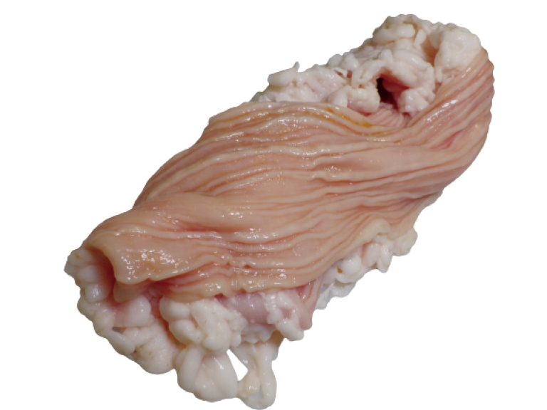 シマ腸
